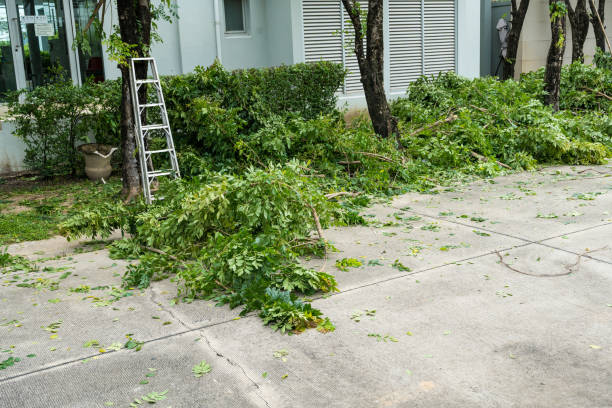 How Our Tree Care Process Works  in  Richmond Heights, FL